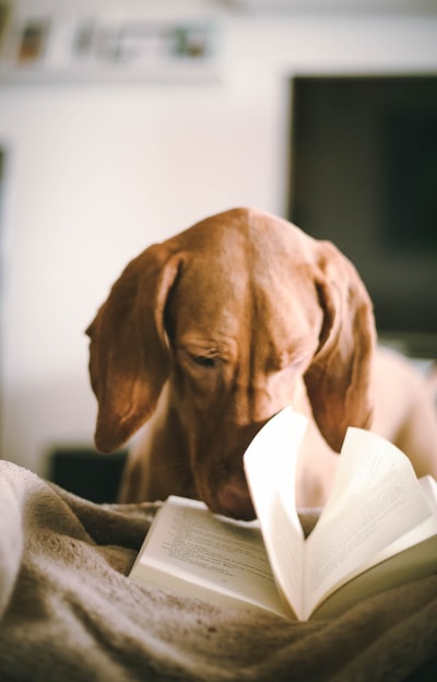 Dog during the day reading a book
